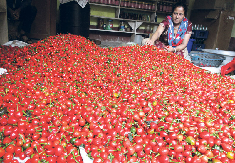 Incredible returns pull farmers into Akabare chili farming