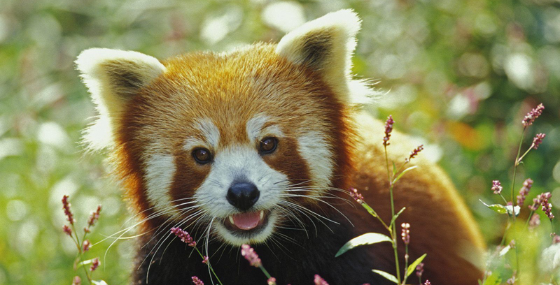 Poaching of Red Pandas sans reason