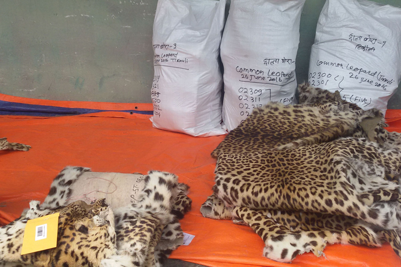 Disposing of stored body parts of wild animals at CNP starts