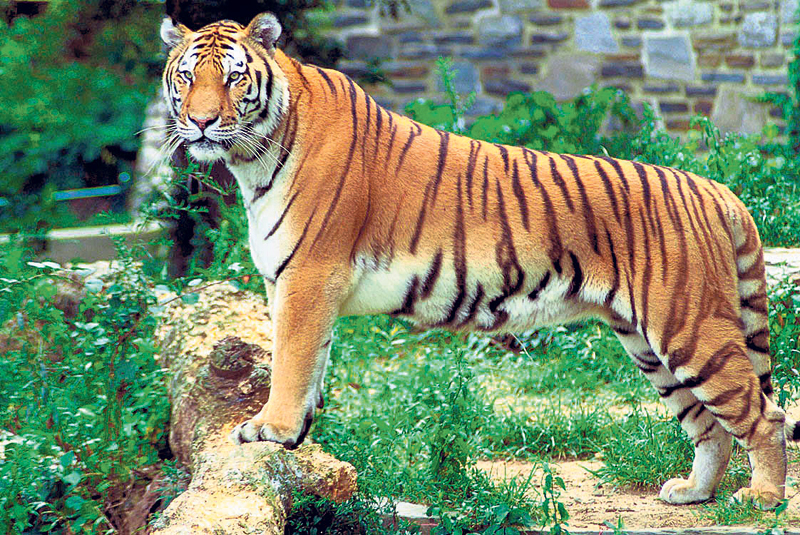 Royal Bengal tiger found dead
