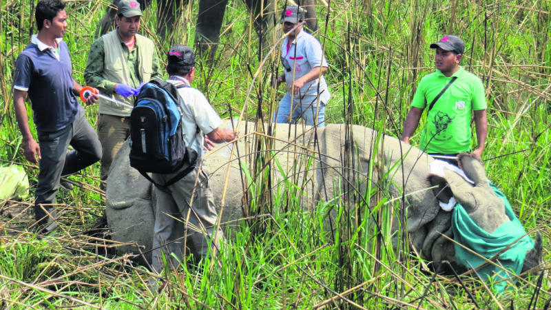 Three CNP rhinos translocated to Bardia amid protests
