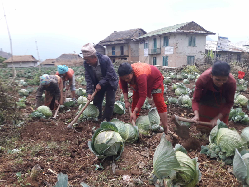 Farmers in Khotang practice multiple cropping