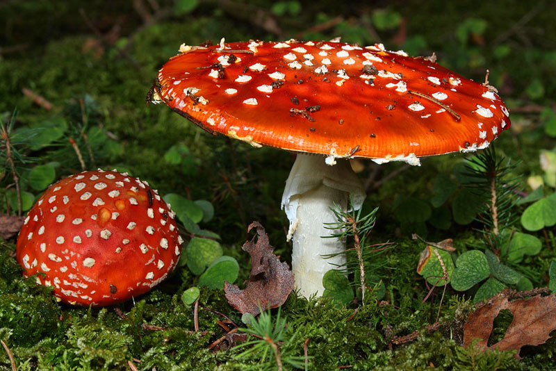 Two die after consuming poisonous mushrooms