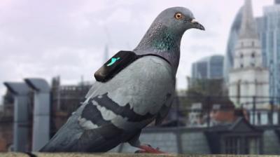 Indian police seize 150 pigeons for ‘spying’ in occupied Kashmir
