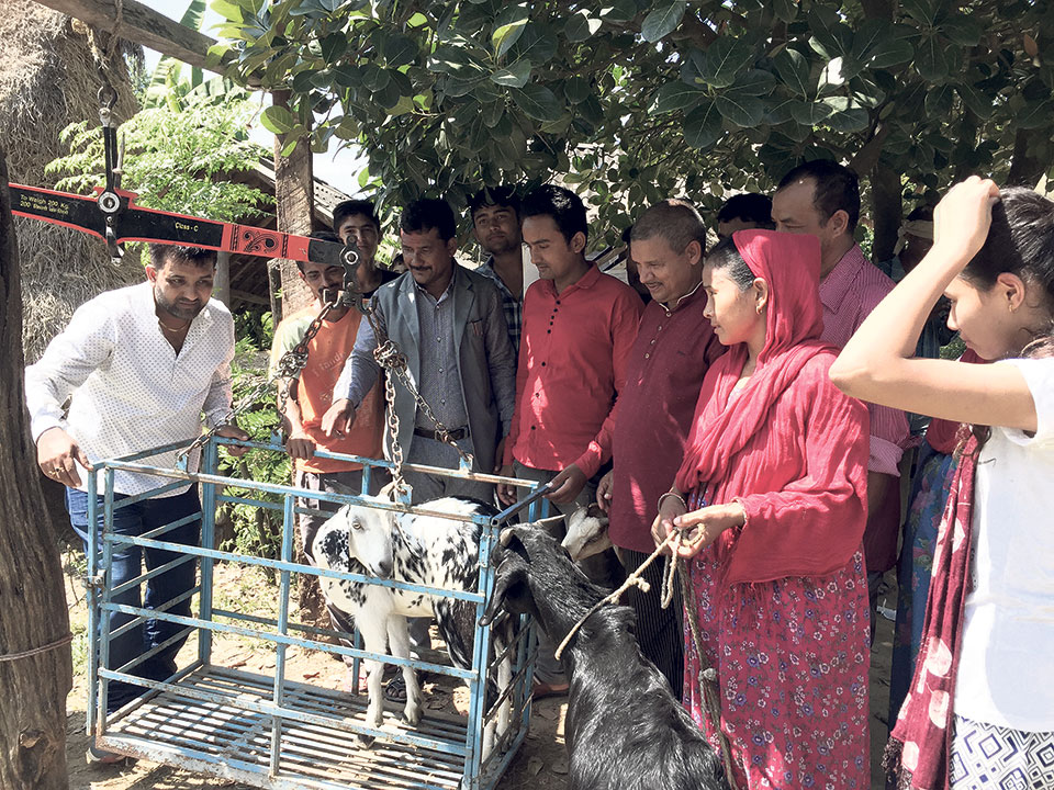 Goat farming brings smile to Bardiya women