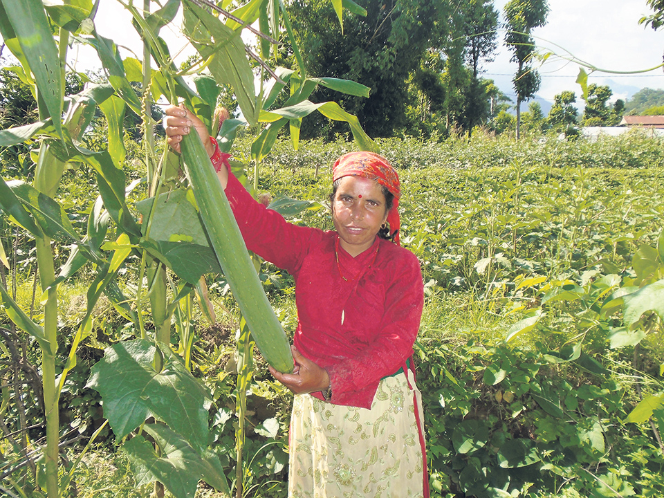 Women Rule in Nepali Agriculture