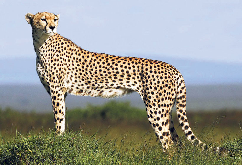 Cheetah headed for extinction, just 7,100 left
