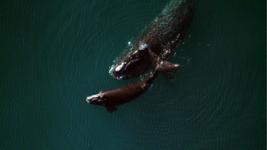 The Northern right whale, already an endangered species, is in deep trouble