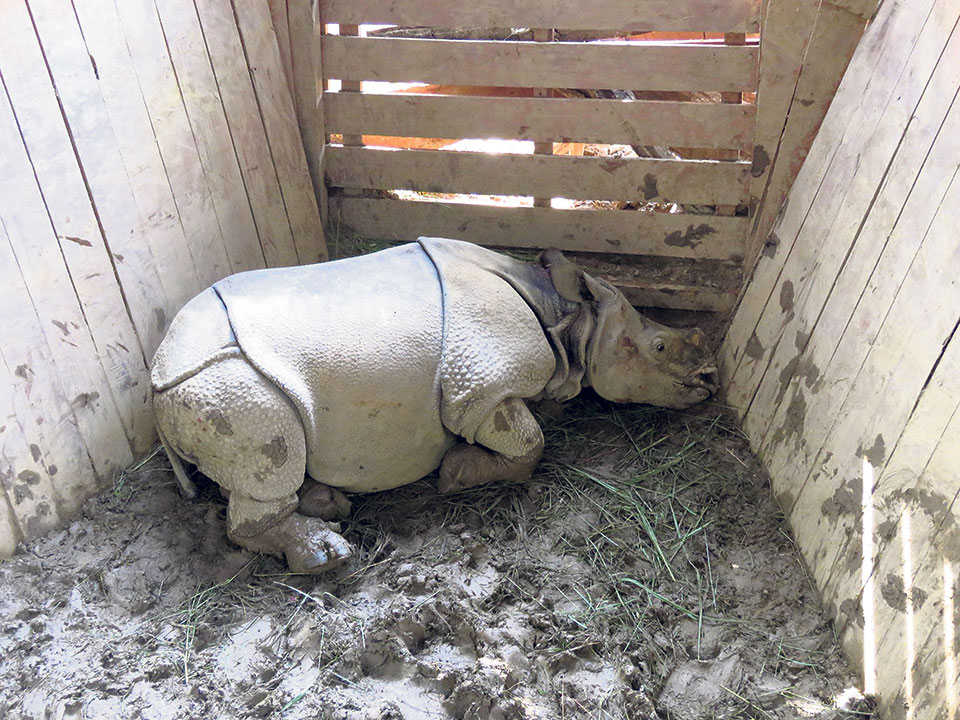 CNP captures 4 baby rhinos for gifting to China
