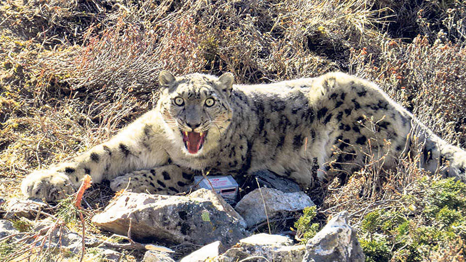 Census of snow leopards begins in Dolpa