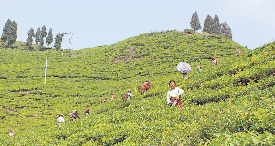 Most workers in tea industry are temporary