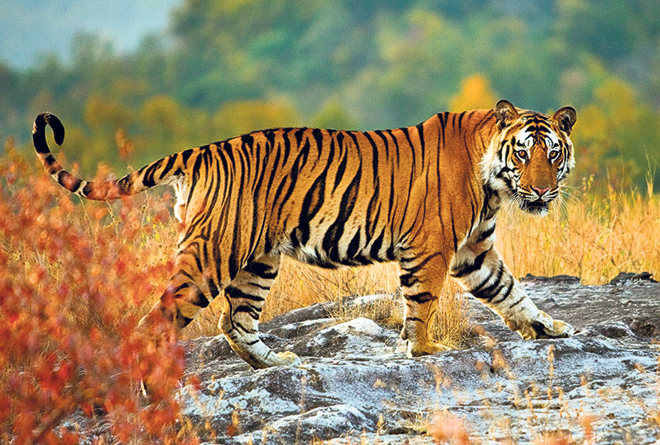 Hoping for an incline in tiger population