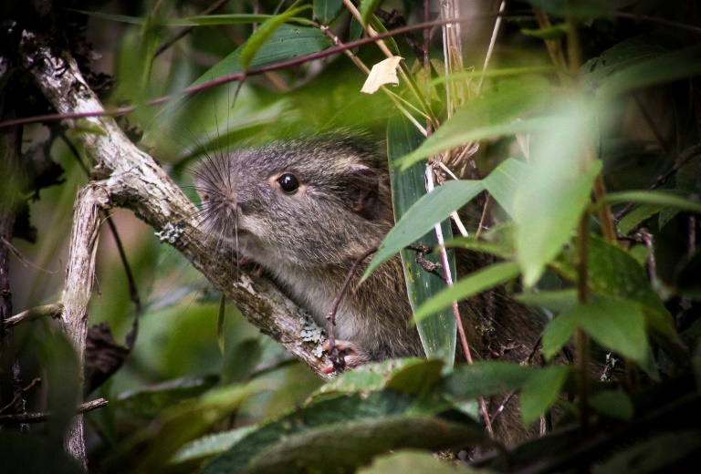 Rare 'bamboo rat' photographed at Machu Picchu