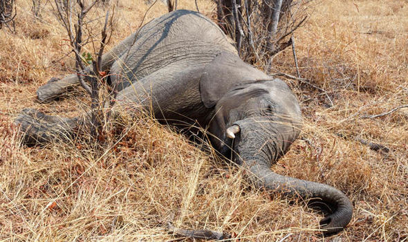 Elephant crisis as one is killed every 25 minutes