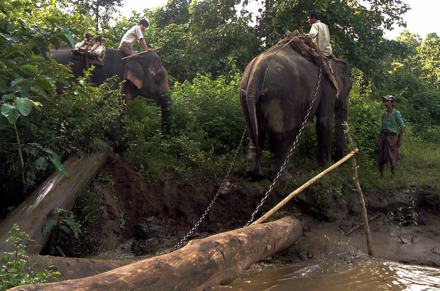 Asia’s wild-captured worker elephants die young