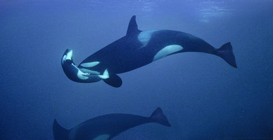 Killer whale's 'tour of grief' over as it lets go of dead calf after 17 days