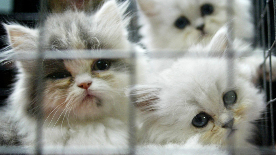 US govt blocks info release on thousands of kittens experimented & killed at Maryland lab