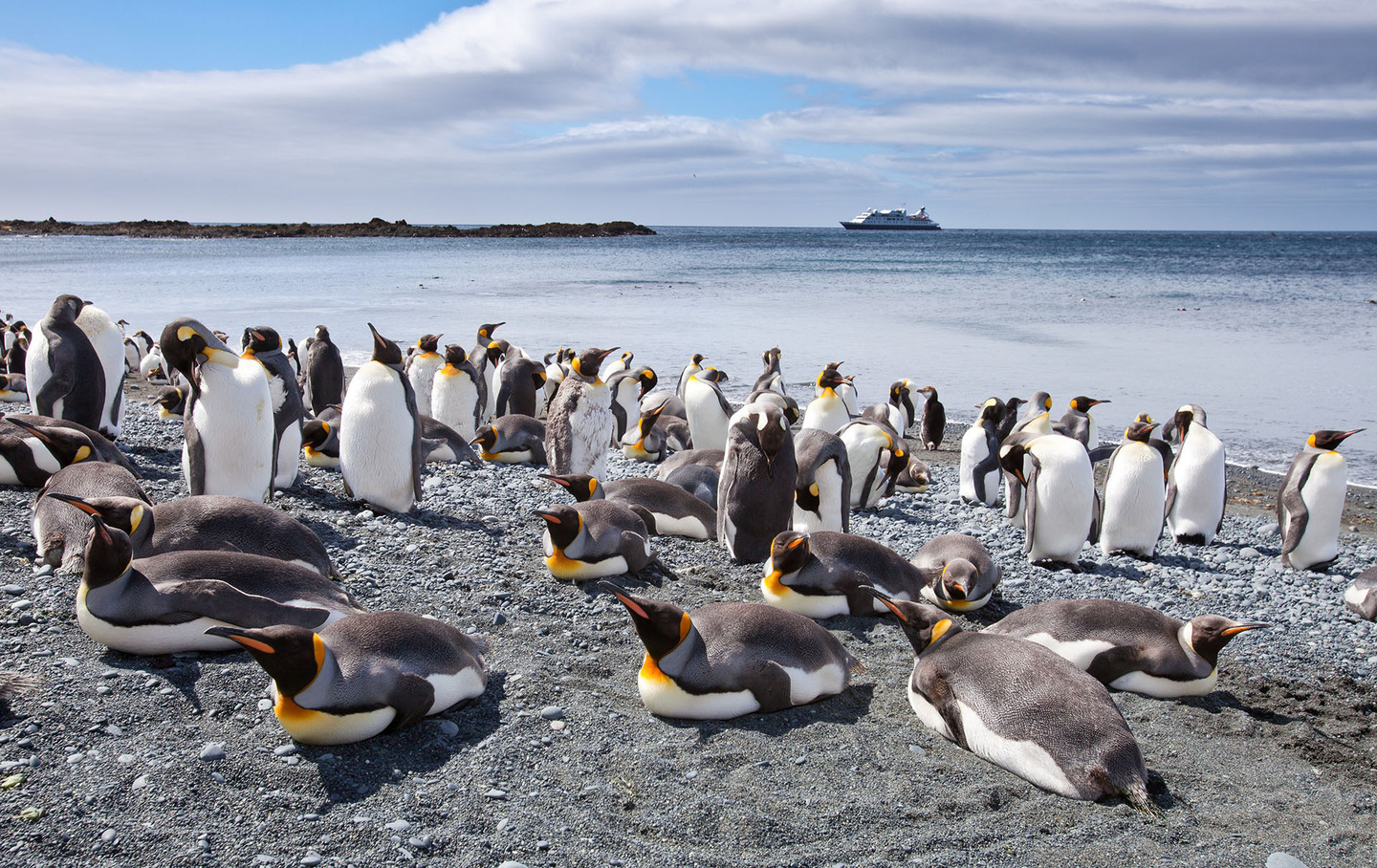 Penguin Island's penguins in battle for survival against climate change, human threats