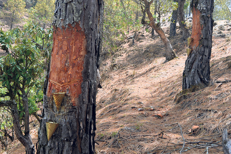 Salleri forest ‘dying’ due to excessive resin collection
