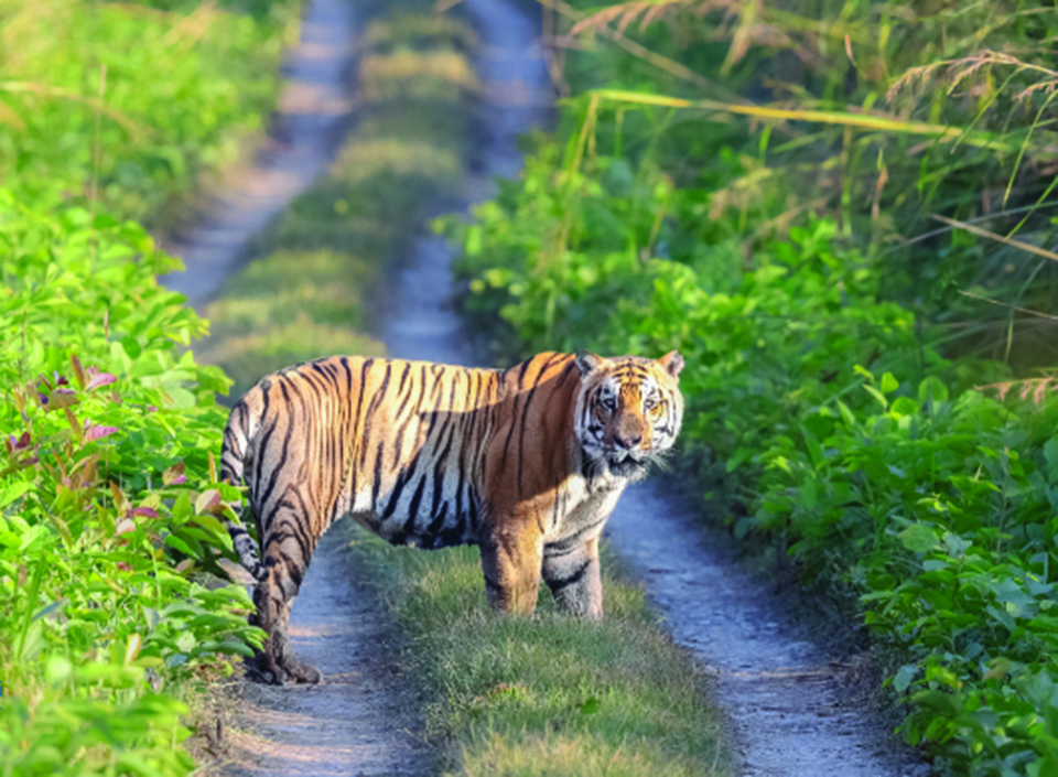 Doubling wild tigers