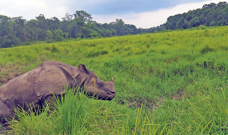 21 rhinos die due to accidents and aging in less than six months