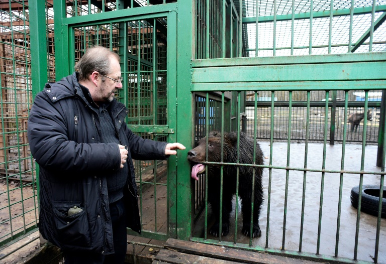 Runaway lion, wounded elk find home in Russian shelter