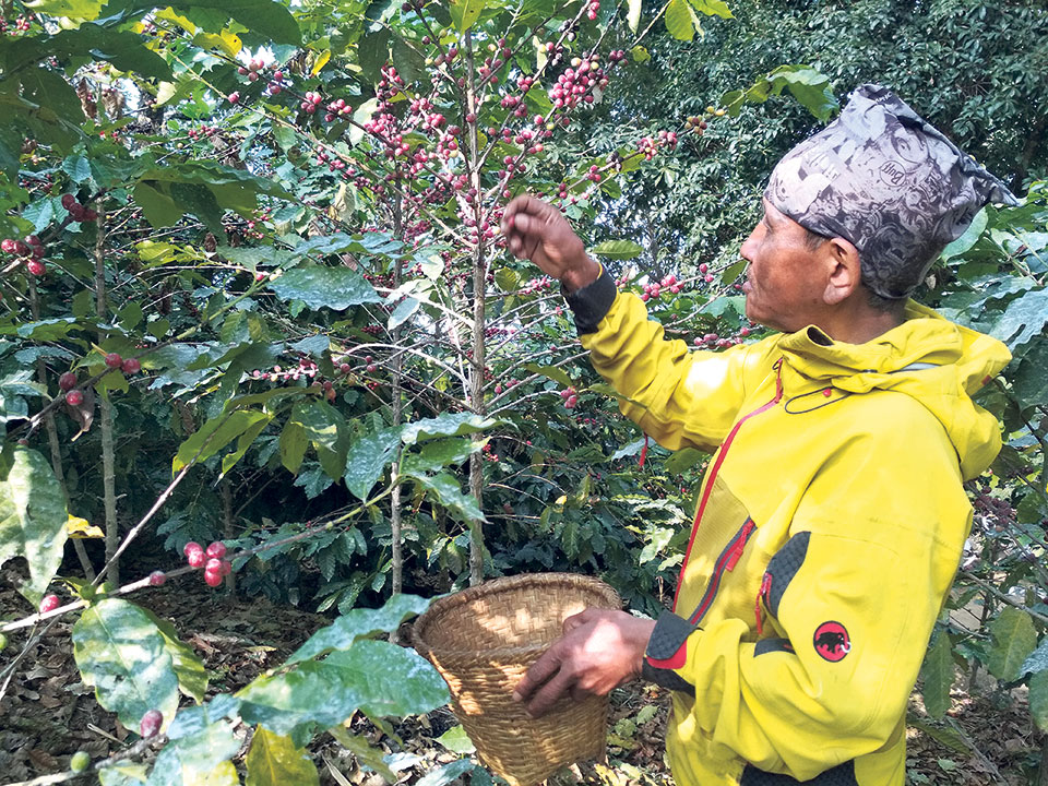 Dhading farmers busy harvesting coffee