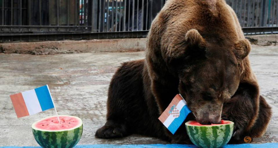 Buyan the bear predicts Croatia will beat France in World Cup final