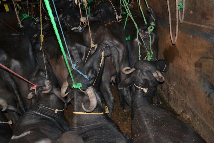 Writ filed at SC against merciless trading of livestock