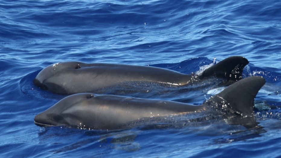 New Whale-Dolphin hybrid discovered by scientists in Hawaii