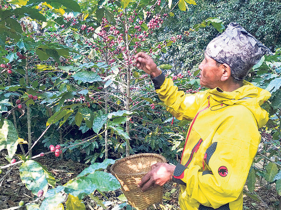 29 tons of coffee exported from Gulmi, Palpa