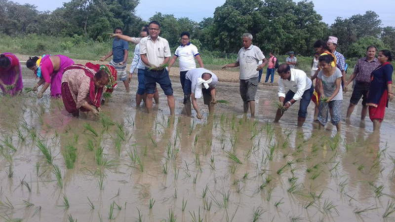 In Pictures: Agriculture Minister plants paddy at Lumbini