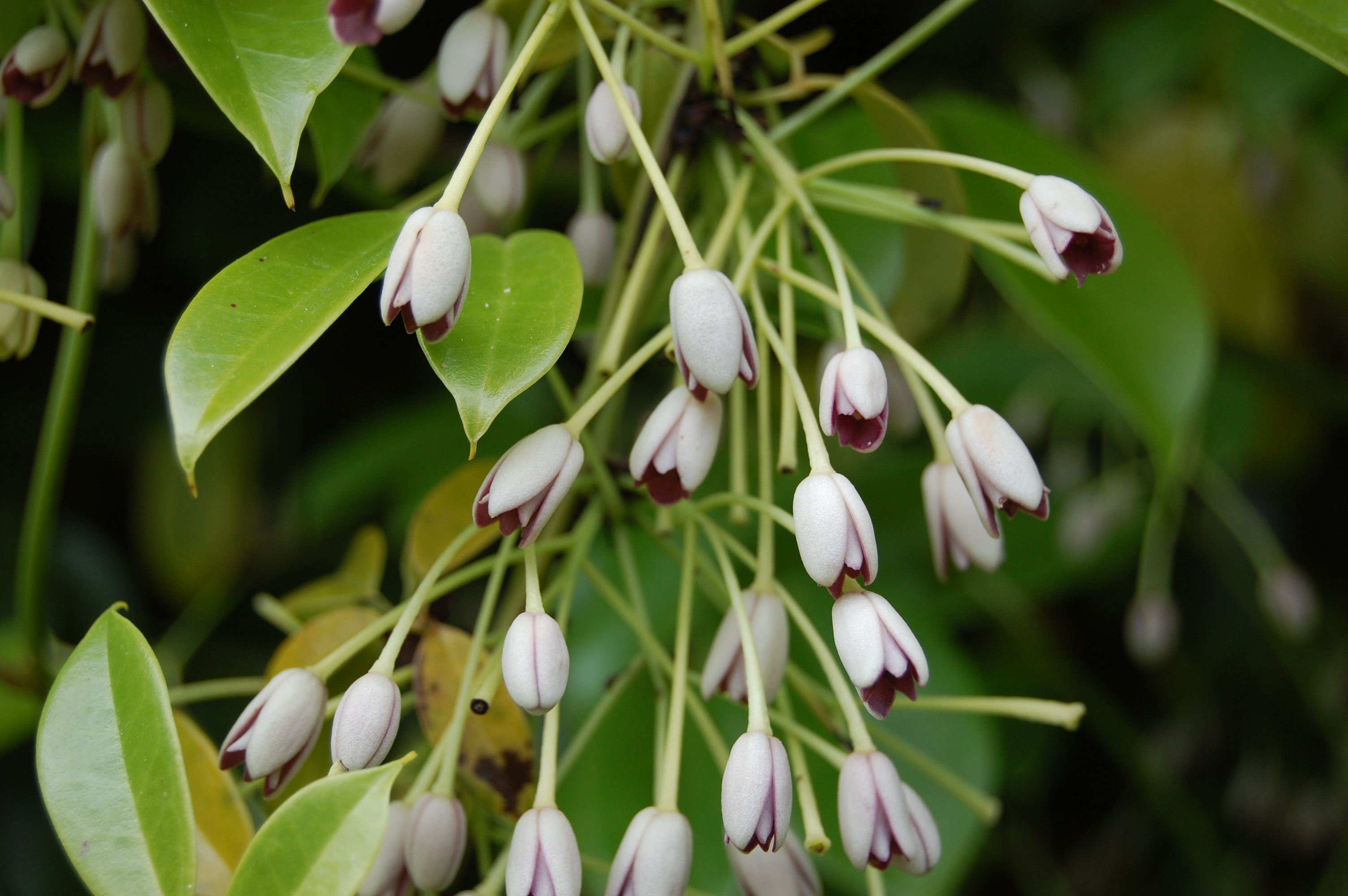 Originating from Nepal's jungles, “sausage vine” plant is famous in the UK, yet remains unknown in Nepal