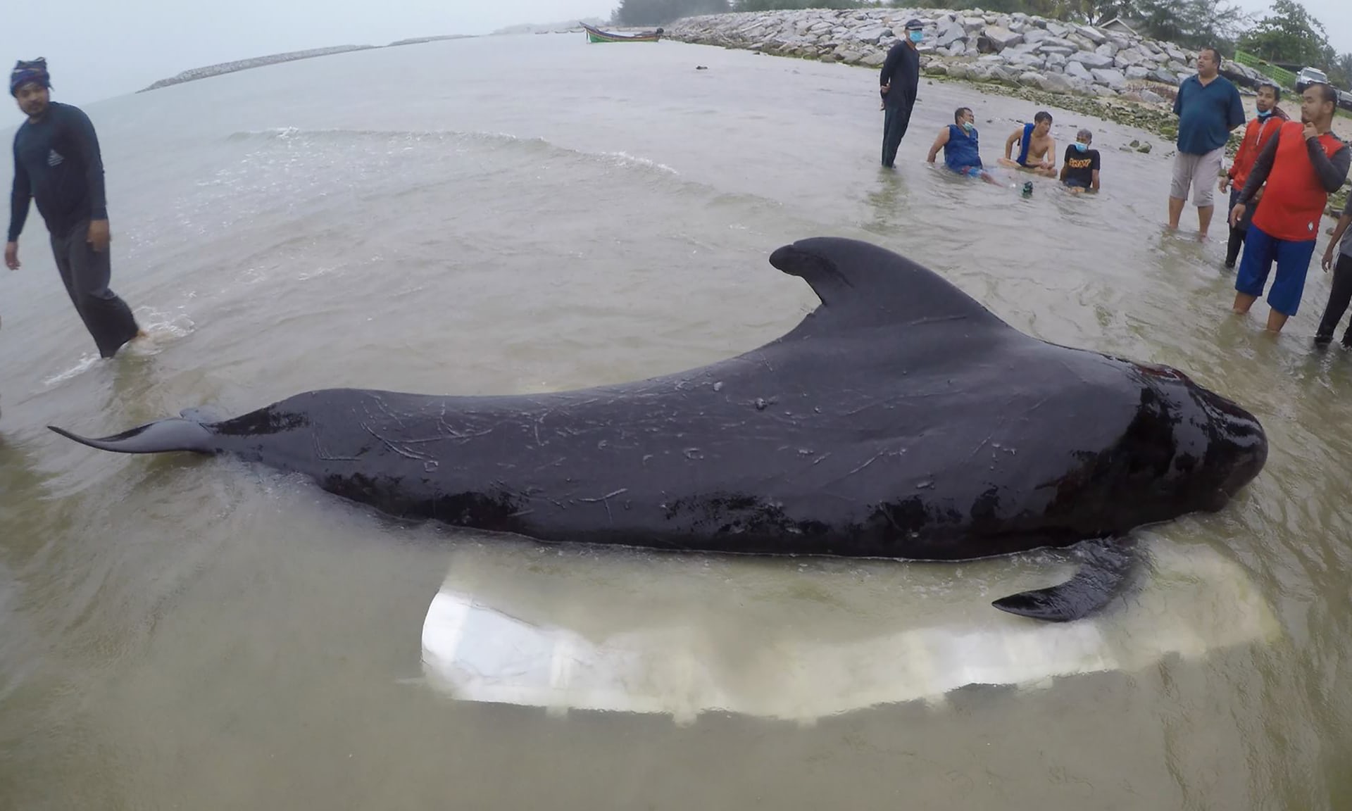 Whale dies from eating more than 80 plastic bags