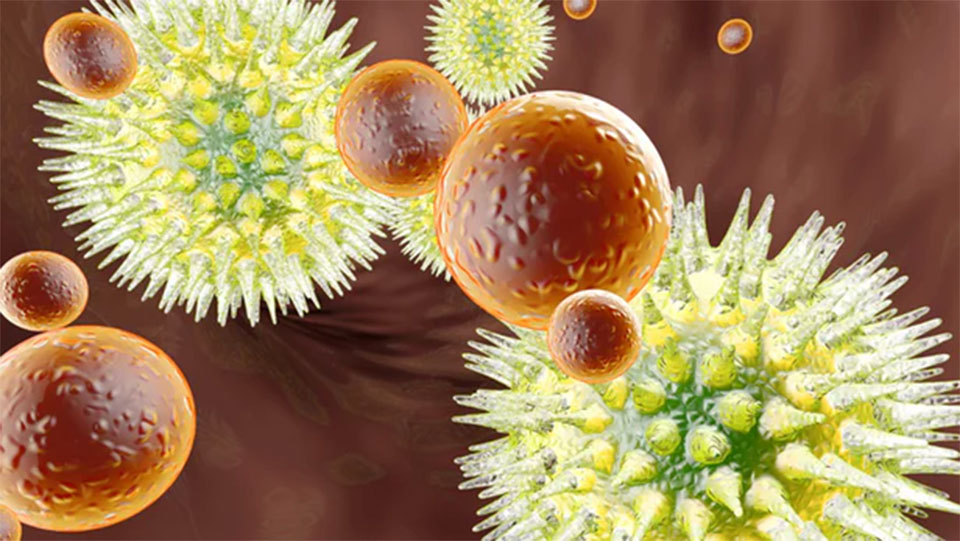 Herpes virus may boost immune system function in old age