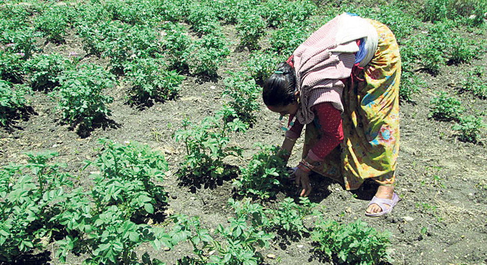 Schools switch to farming to pay teachers’ salaries