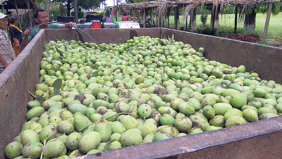 Storm damages mango, litchi orchards in Sarlahi