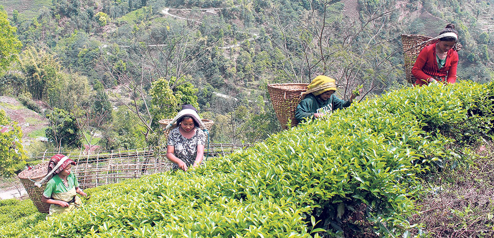 Tea, coffee farming to be expanded in Sagarmatha zone