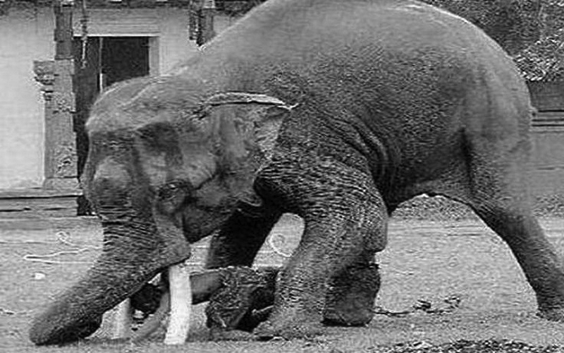 Wild elephant menace in Jhapa: Six killed in five months