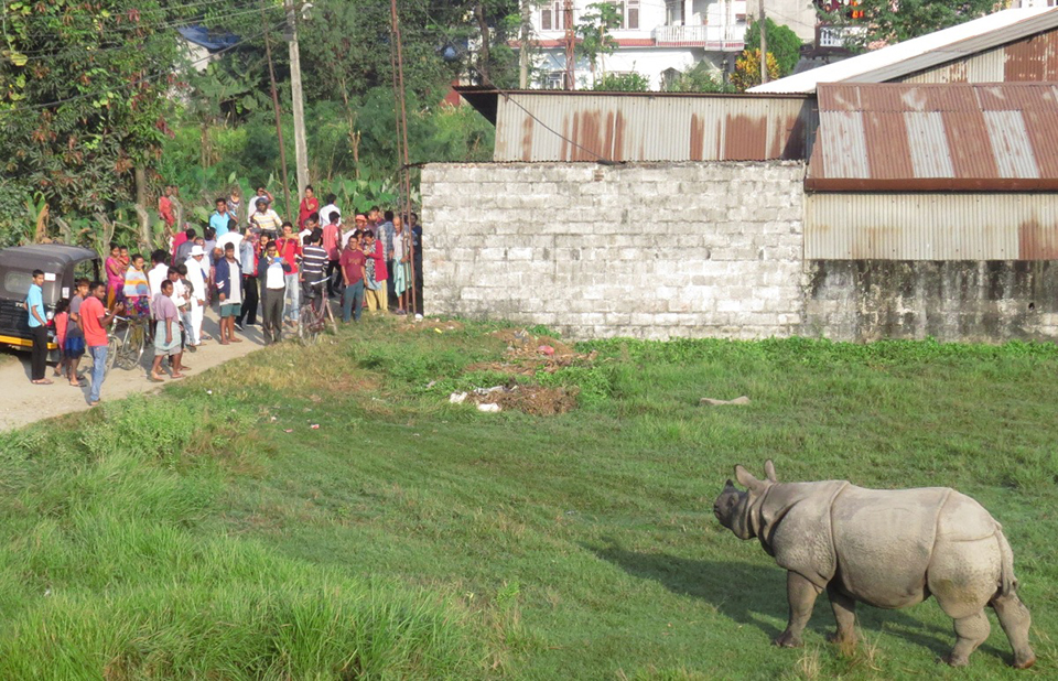 Rhino sightings common around Bharatpur