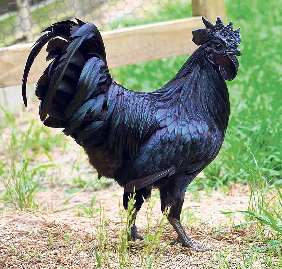 The  Black Chicken