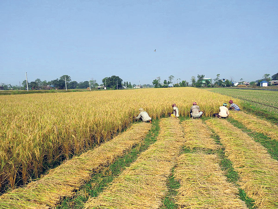 Tarai laborers ease labor shortage in Chitwan