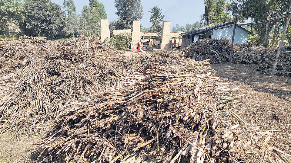 Farmers compelled to sell sugarcane at lower prices