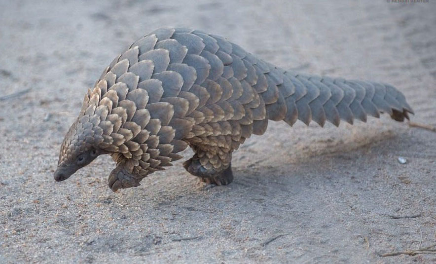 Two held with pangolin scales
