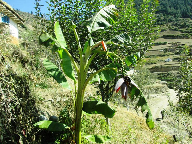 With warmer temperature, Jumla's farm reaps bananas for the first time ever