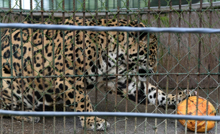 Honduras zoo struggles to replace the drug money that built it