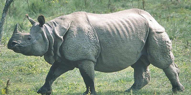 CNP records deaths of 26 rhinos in a year
