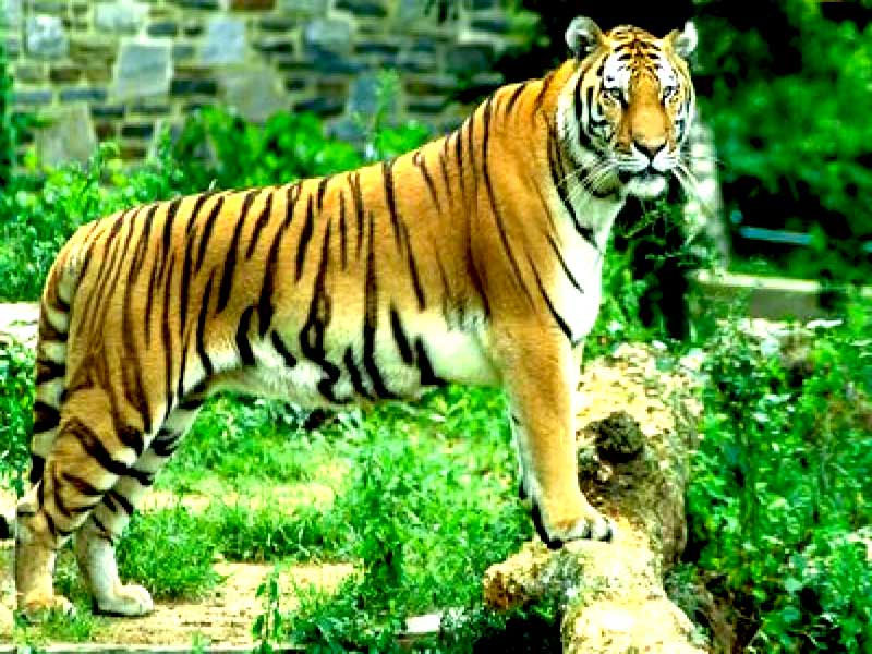 Number of Bengal tigers reaches 87 in Bardiya Nat’l Park