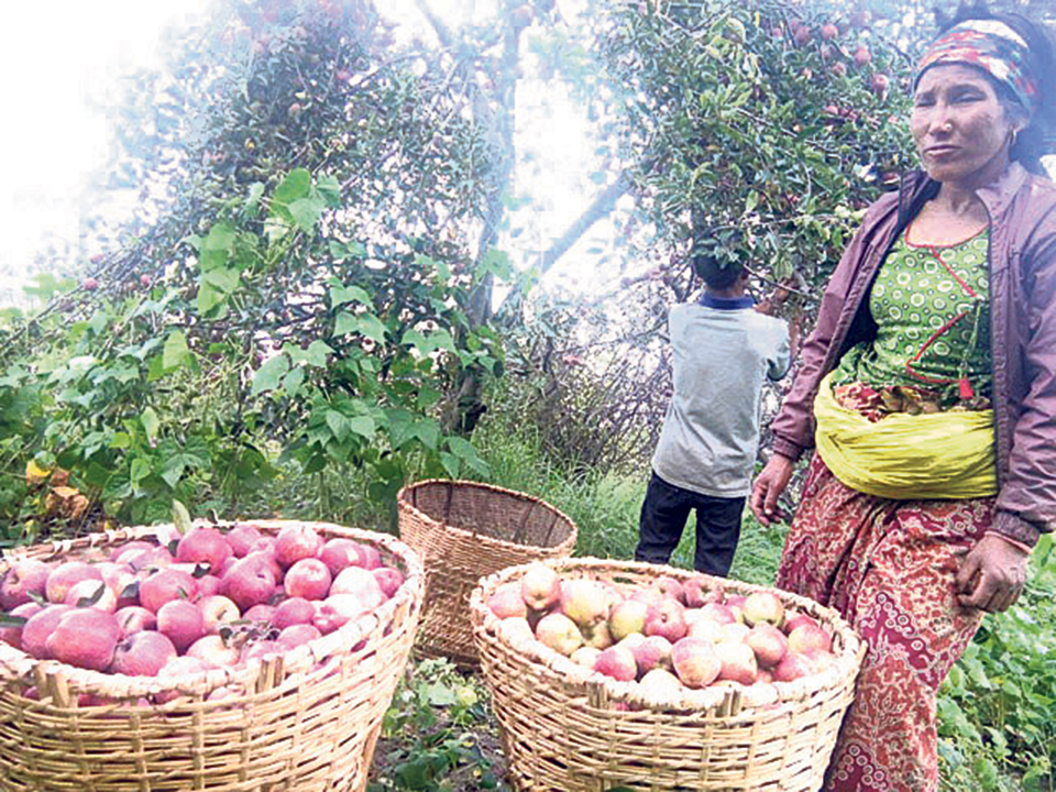 No takers for Dolpa apples