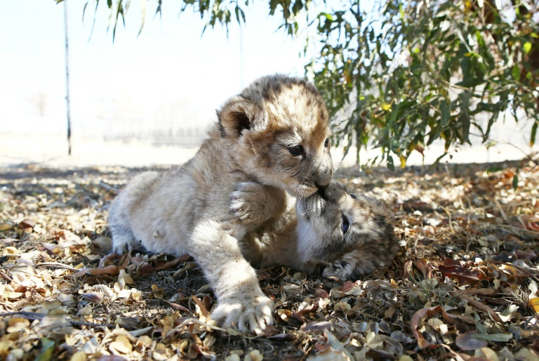 S.African lion cubs conceived artificially in world first